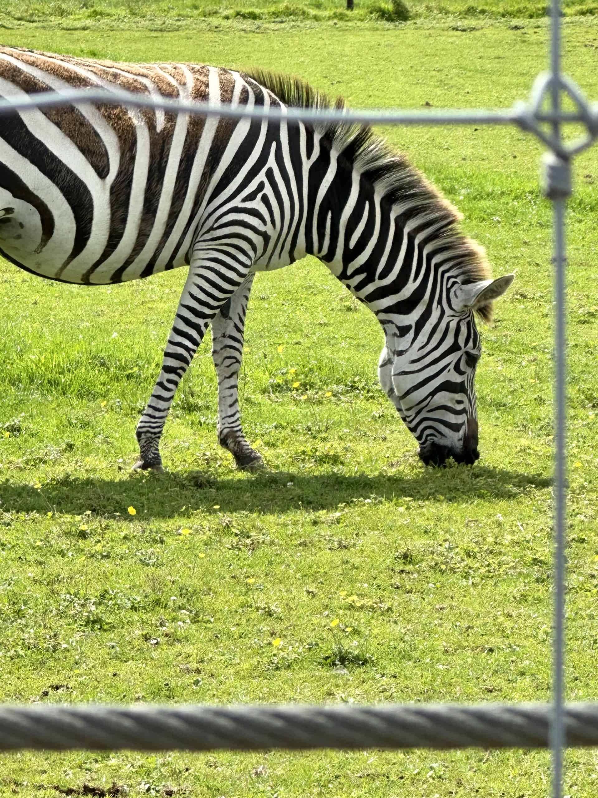 noahs-ark-zoo-farm-zebra
